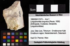 Foto (Objket + Etiketten) von Galatheites zitteli (Moericke, 1889) 